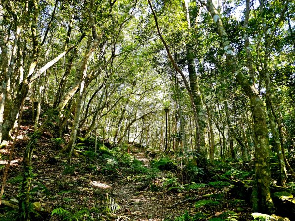 鳴海山-小百岳#71-高雄市茂林區2930866