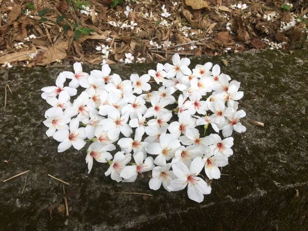 2018年挑水古道上的桐花夏之雪316954