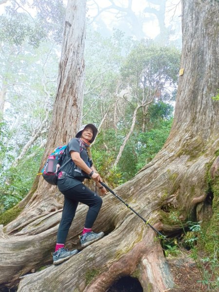 魔幻森林-塔曼山-202508102866579