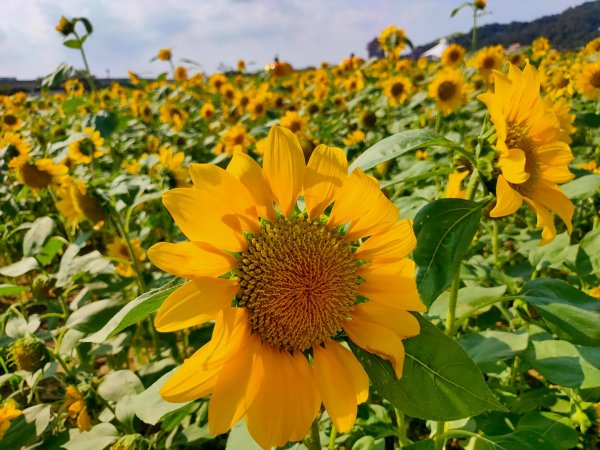 ［大佳河濱公園］［向日葵］2329563