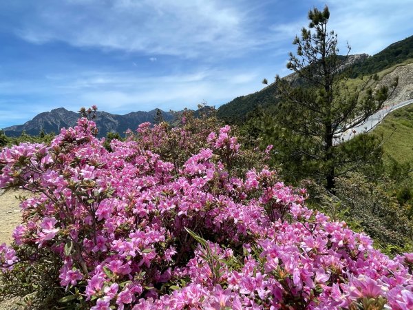 1150524合歡北峰杜鵑花3064373