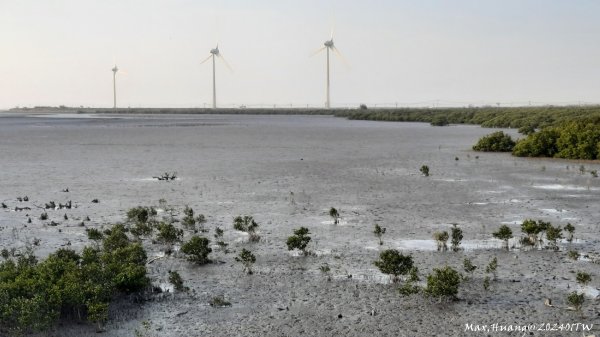 《彰化》海空夕陽｜芳苑海空步道濕地紅樹林202401072397726