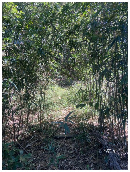 雨後頭縱走 (日月潭)2694405