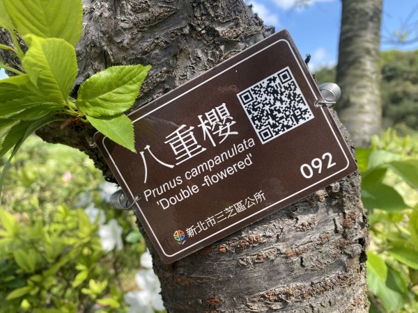 🚗從淡金公路出發｜三生步道櫻花與田園風光・春日療癒散步3018744