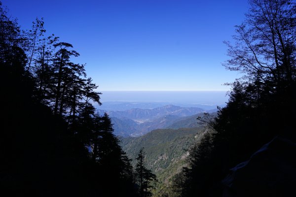 【輕忽】【大安溪神木】2695035