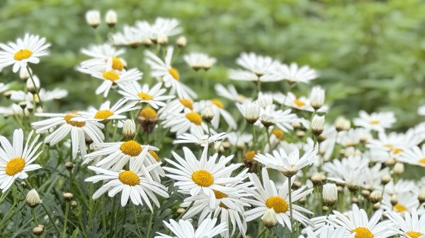 2025台北杜鵑花季｜大安森林公園｜迎曦花丘｜20250307｜峯花雪月2729827