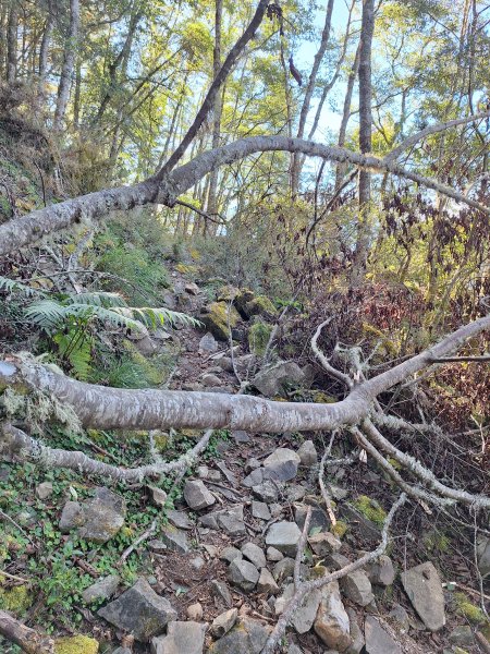 石山+阿毛神木202512112961797