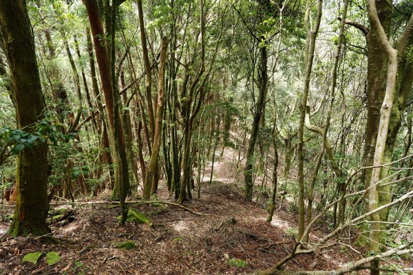 新竹 五峰 油羅山、霞山2798299