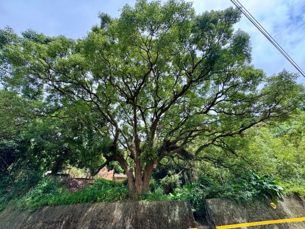 福人登山步道走大北坑小楊梅 O繞3130004