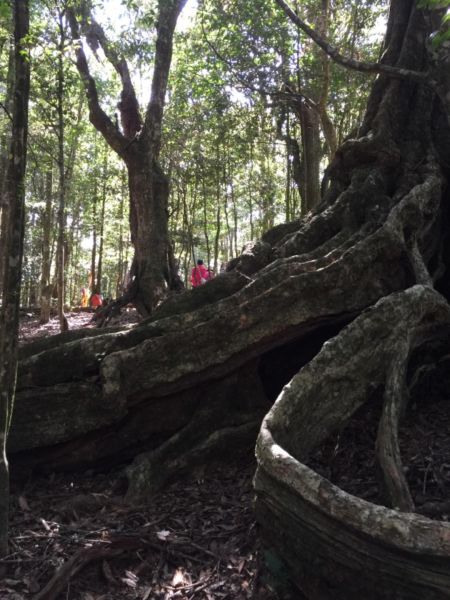 惠蓀林場-小出山308502