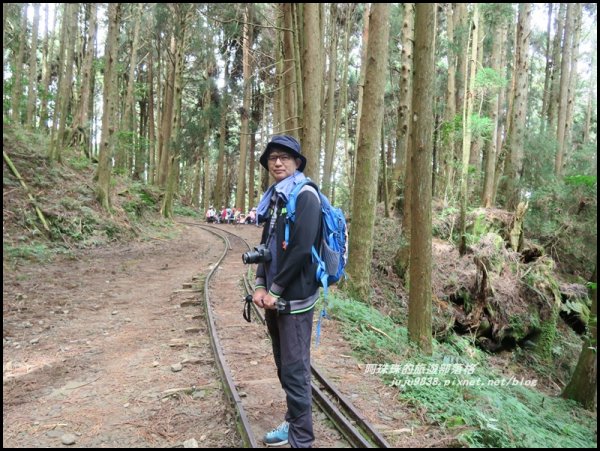 嘉義。特富野古道。鐵道森林最美的步道422556