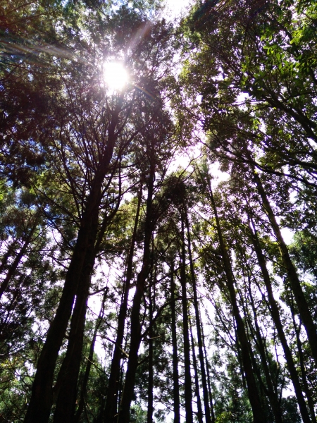 檜山巨木群步道53581