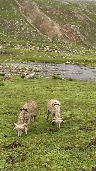 喀什米爾/馬牛羊駱駝動物寫真2565807