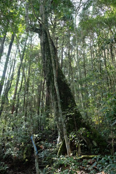 苗栗南庄鄉 二訪加里山 ‧ 2025春 哈加2753379