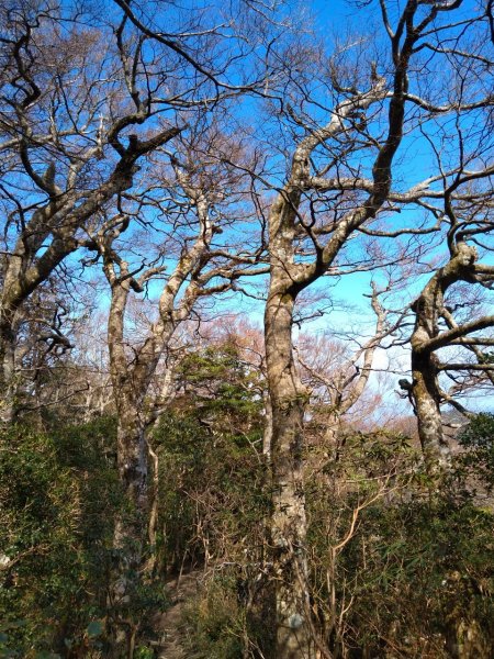 雙鳥縱走+那結山1312844