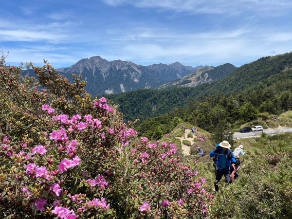 1150524合歡北峰杜鵑花3064378