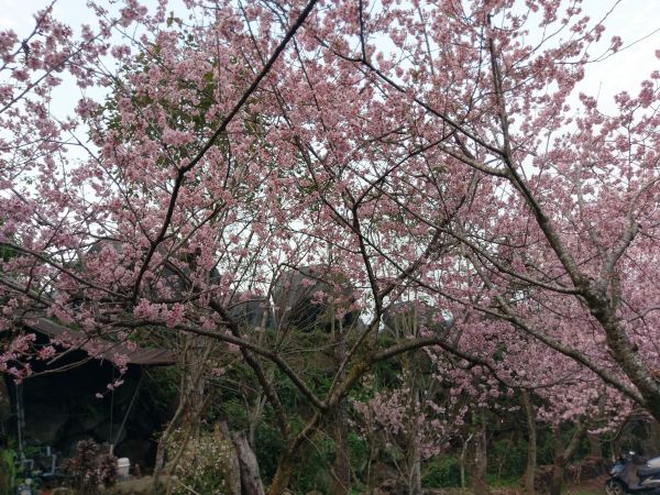 20180303麟趾山+鹿林山+郡大山280608