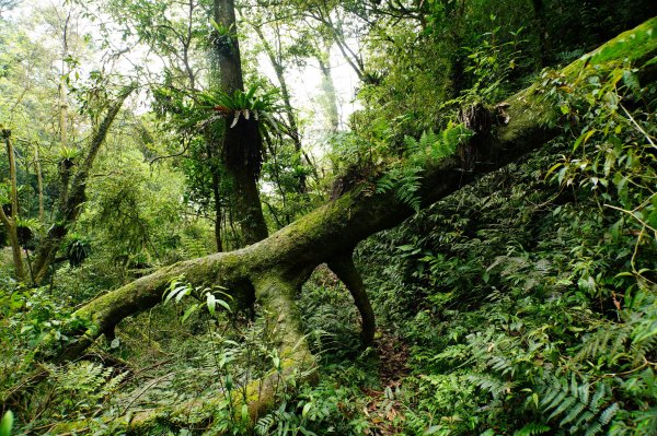 新北 烏來 志良久山3035160