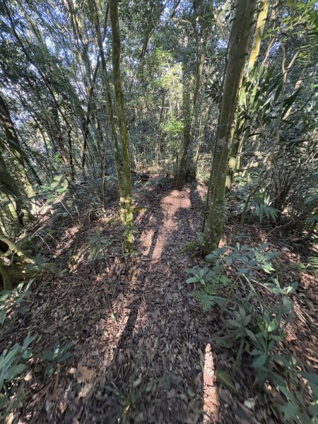 20251116鳴海山、網子山登山步道2938383