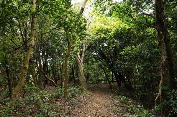 臺北 士林 玉稠湖山、石角山、白雲山、天母山2496005