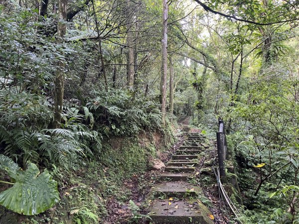 [微笑山線_第十一段] 2025_0803 五分山系_平溪小黃山段2851046