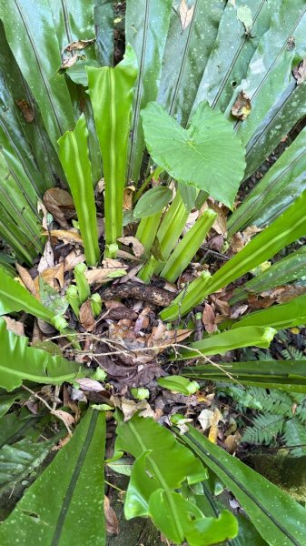 戲水（鴛鴦2786674