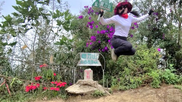 小百岳關刀山889m+銅鑼杭菊1924101