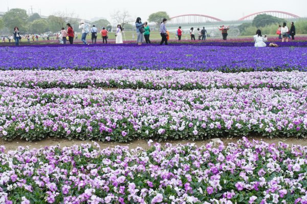 古亭河濱公園紫色花海1286085