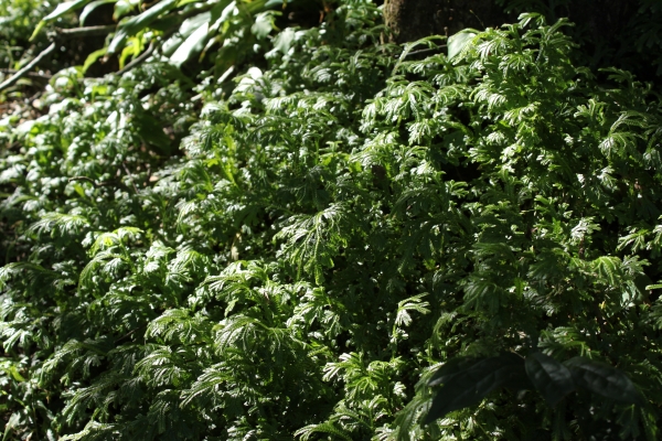 20161226新店獅子頭山登山步道90837