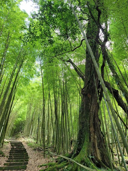 大凍山步道2235072