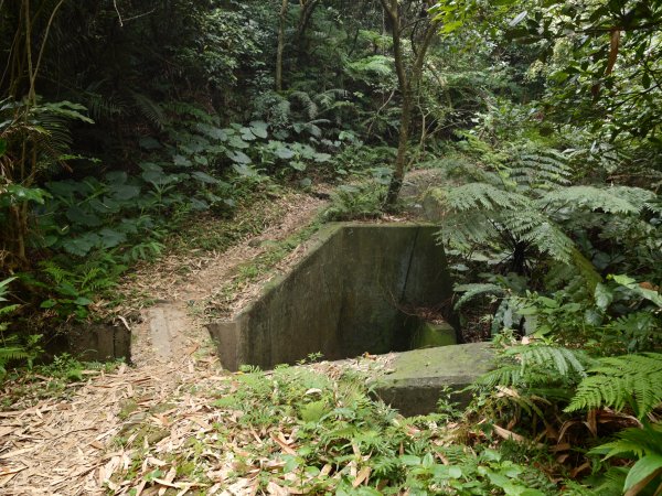 [淡蘭古道] 2026_0523 南路第一段_福州山步道3069348
