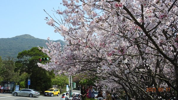 追花是簡單的快樂，賞花是恬淡的幸福。3/172073409