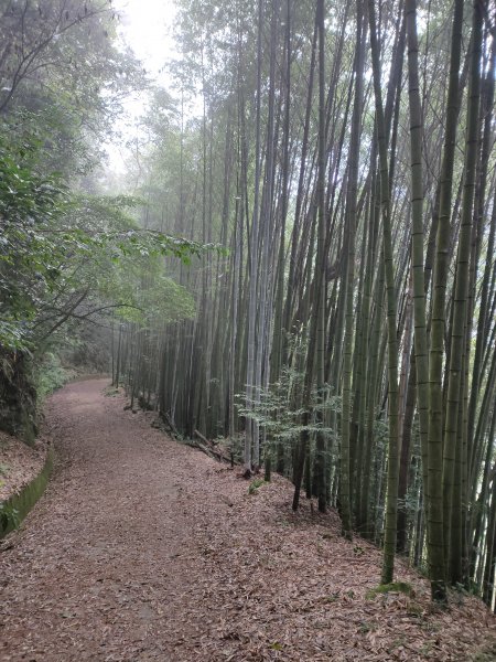 20201031奮起湖大凍山步道1152249