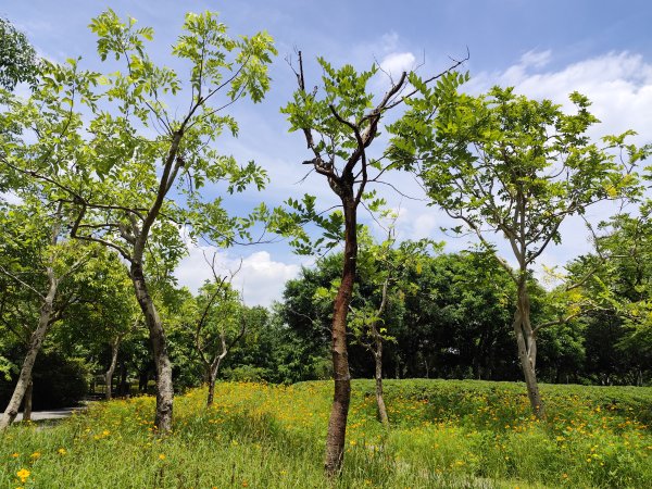 大安森林公園【走路趣尋寶】【臺北健走趣】2551448