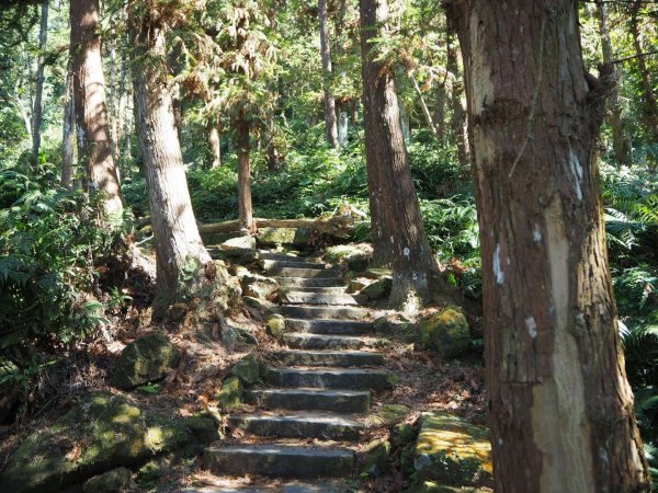 苗栗獅潭仙山步道O型20190212523934