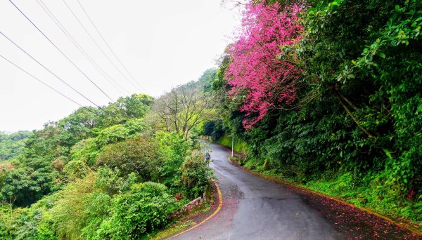 勤進路櫻花3009709