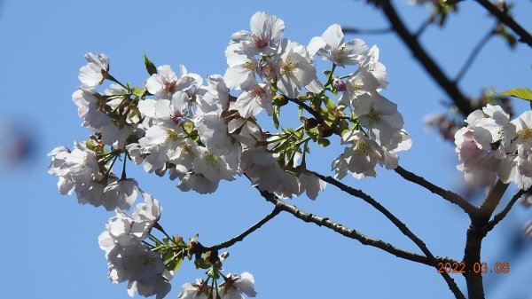 春暖花開，鳥語花香1633870