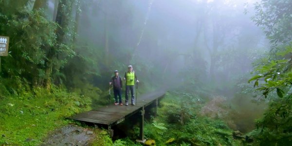 【新竹】觀霧迷幻森林：檜山巨木群步道1111869