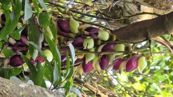 台中大坑頭嵙山（大冠鷲／木蜂／五色鳥／血藤花／鳳凰花）2756695