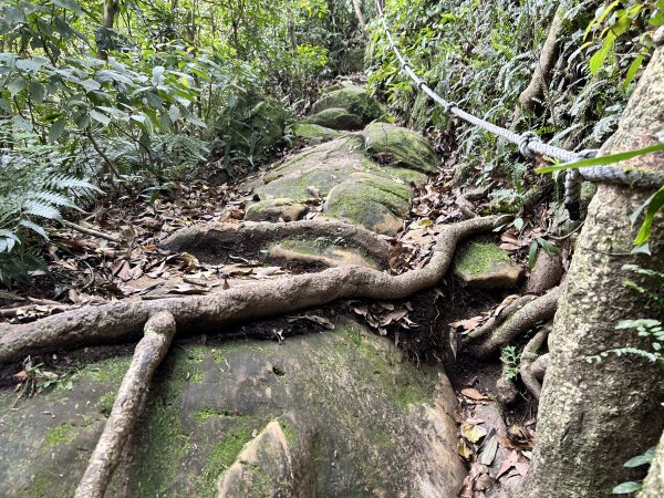 桃園金面山2752285