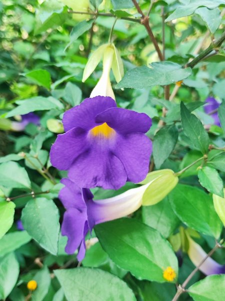 造橋車站-口山古道-鹿廚坑步道3039831