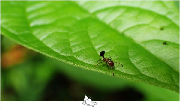 基隆暖暖平溪-十分古道五分山397449