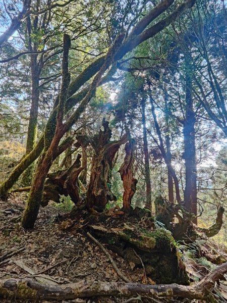 特富野古道>東水西峰>東水山>玉兒山>特富野古道（逆O)2743792