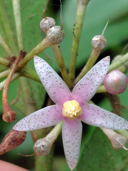烏山、刣牛湖山、竹子尖山2891959