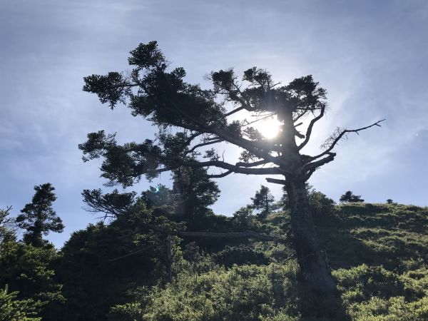 上山避暑去-合歡小嘆息灣146139