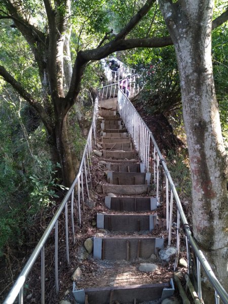 鼓山尖峰泡茶趣---田中森林登山步道818723