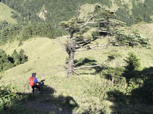 上山避暑去-合歡小嘆息灣146137