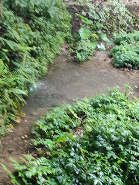 微笑山線：【五分山系】菁桐煤礦段、平溪小黃山段、望古瀑布段2841296