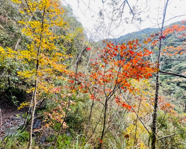 霞喀羅古道-養老進-白石駐在所折返2677516