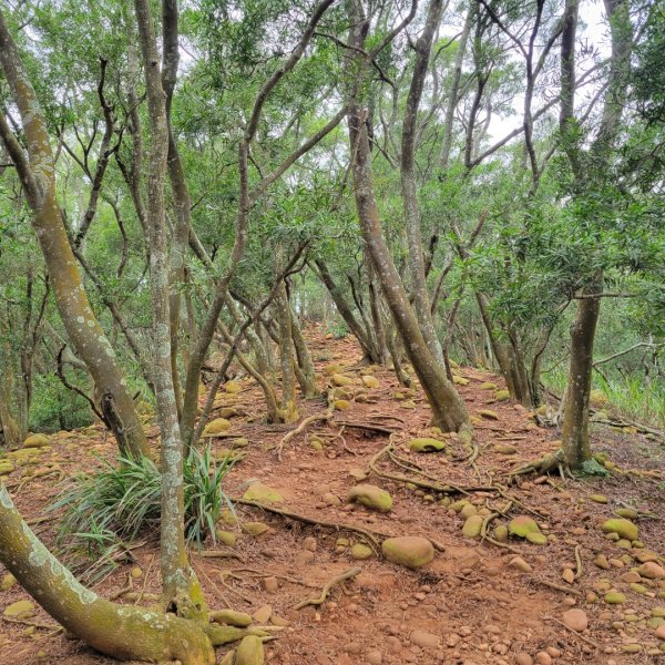 火炎山、南鞍古道O走2177537